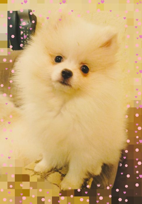 Щенки померанского шпица.