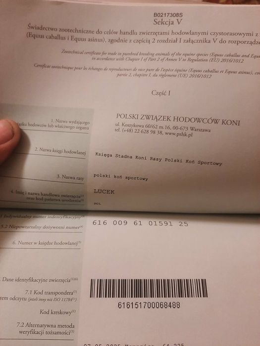 sprzedam dwa źrebaki ogierki pół bracia