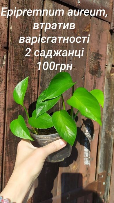 Епіпремнум марбл планет
