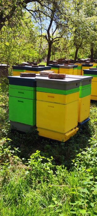 Ule wielkopolskie dadant warszawskie dennica korpus