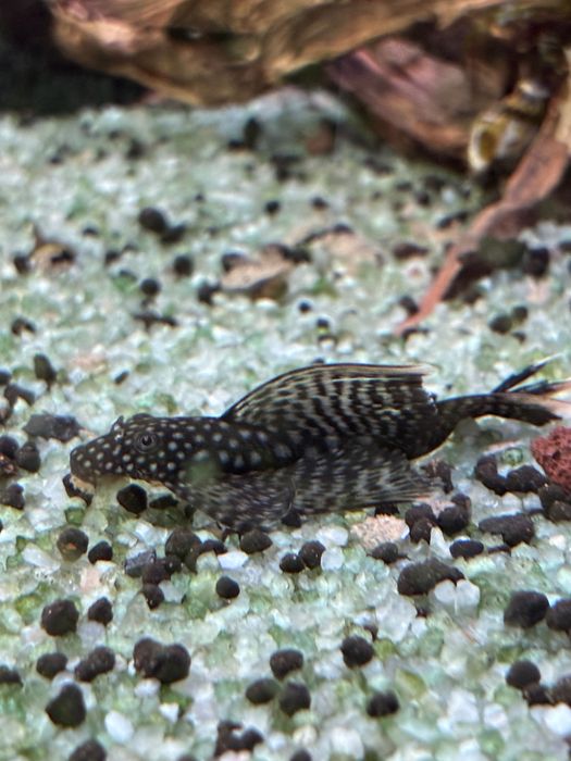 Peixe ancistrus juvenis