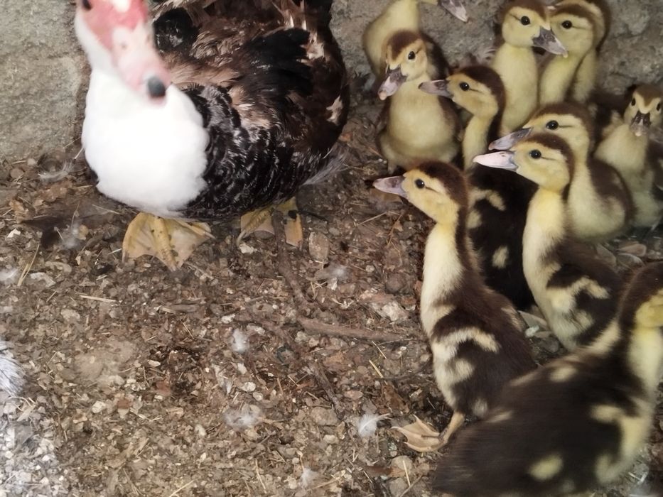 Vendo patos com 1 mês ( nascidos a 9 de julho)