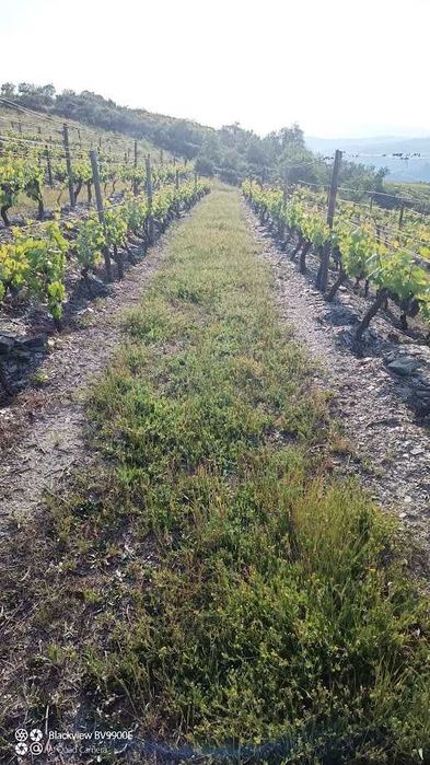 Vende-se terreno rústico em Valença do Douro - Tabuaço