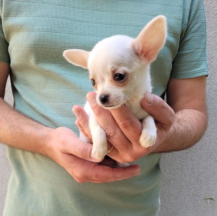 Chihuahua bebé femea