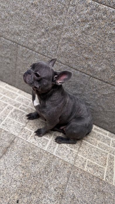 Bulldog francês blue
