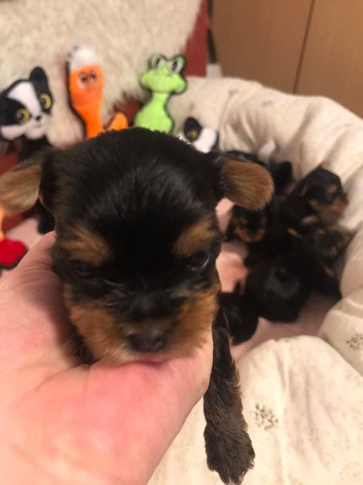 Maluszki szukają domu