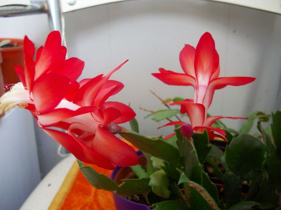 Зигокактусы Декабрист Шлюмбергера Пасхальник СегментыКомплект 10сортов