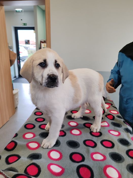 Cadela rafeiro Alentejano