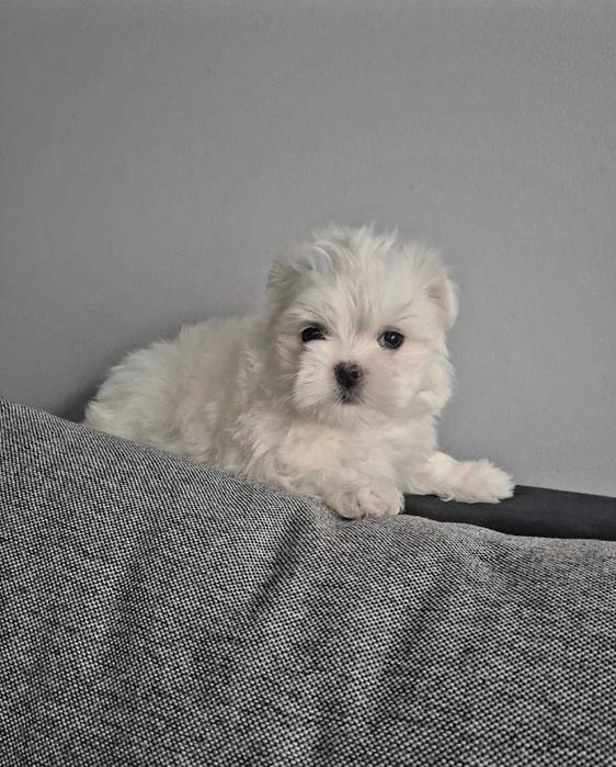 Maltańczyk po małych rodzicach