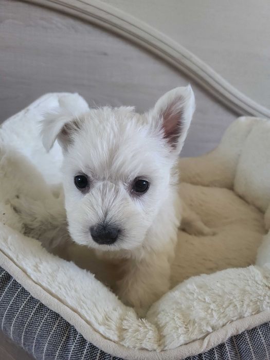 Вест Хайленд Уайт Тер'єр/West Highland White Terrier