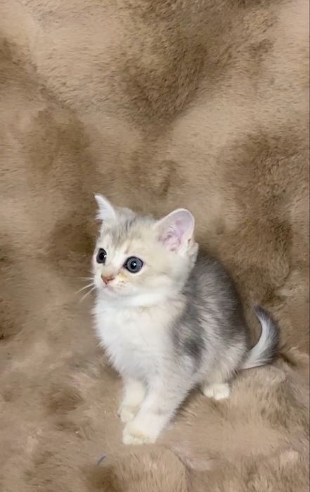 Шиншила скоттіш страйт