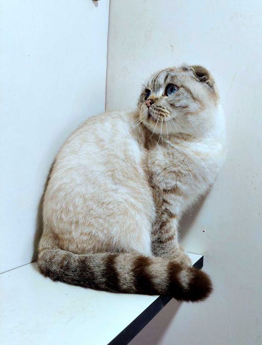 Висловухий гарний хлопчик