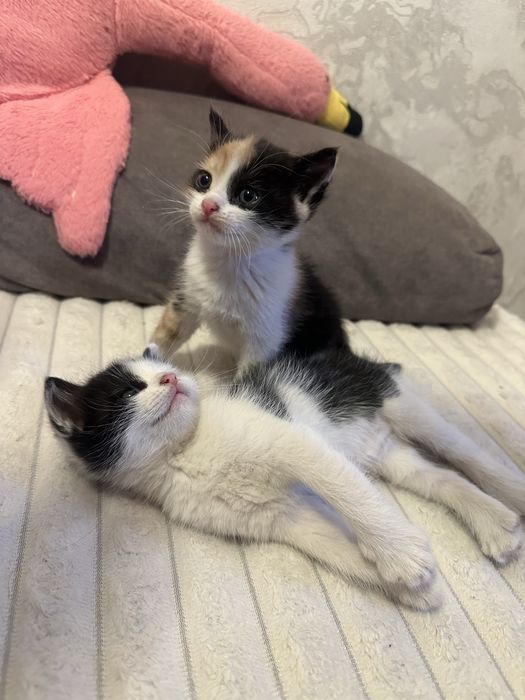 Отдам котят в хорошие руки !