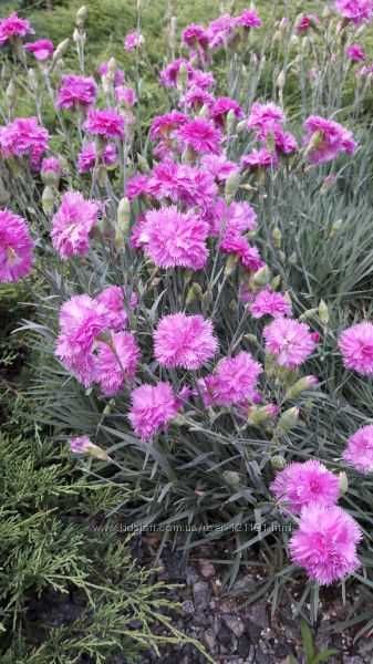 Квіти, гвоздика, ромашка велика, хризантеми, лілія, мята, інші