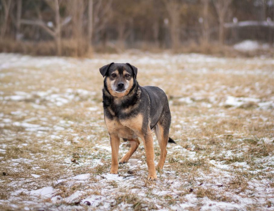 Bolek - spokojny pies szuka kochającego domu!