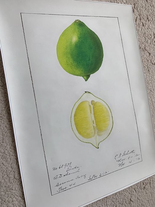 Gobelin na płótnie HD/Obrazek/Vintage Retro Fruit/Lime