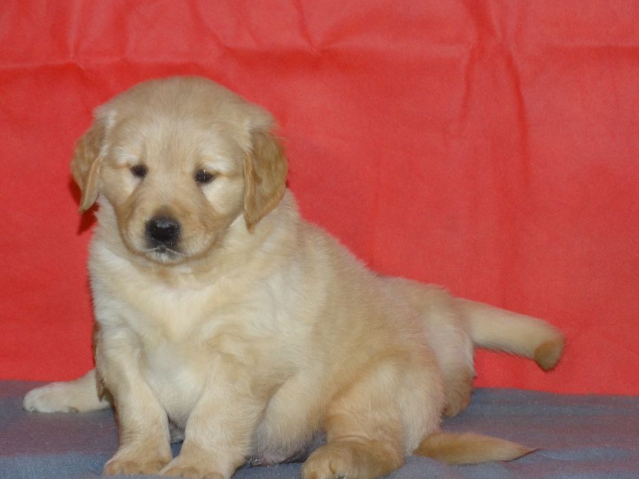 Golden retriever kremowo złoty piesek