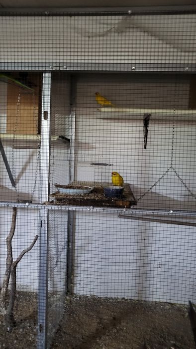 Vendo todos as minhas aves e viveiros
