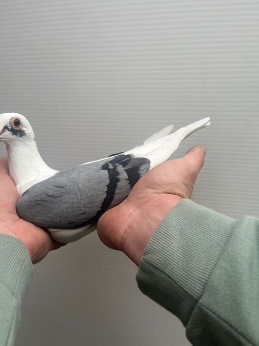 Gołąb  pocztowy samiec