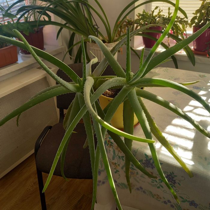 Листя алоє-вера.