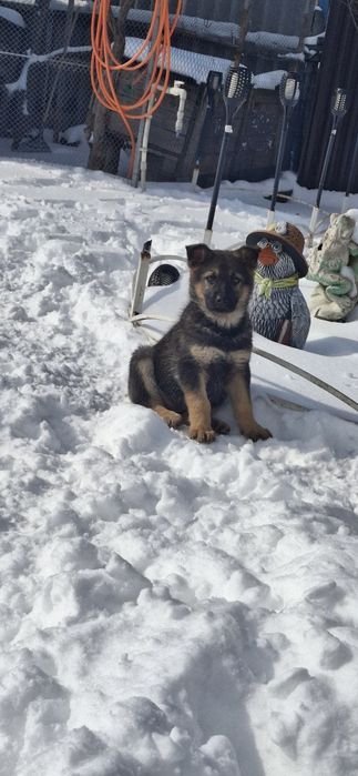 Продам цуценят німецької вівчарки