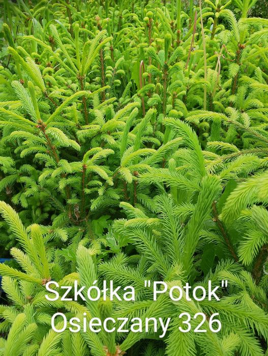 Brzoza klon sosna świerk do nasadzeń