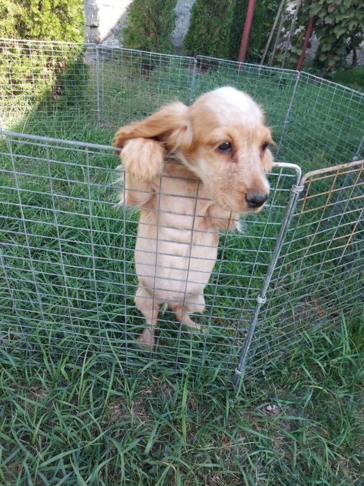 Малюки англ кокер спаніеля