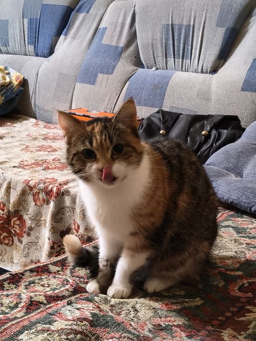 Прекрасная кошечка в хорошие руки