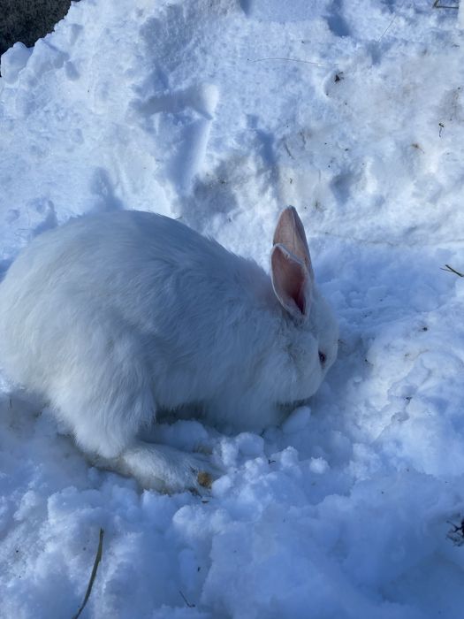 Продам кролів