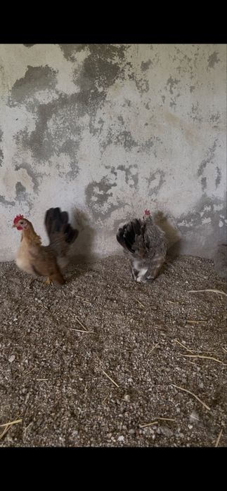 Seramas linha europeia puros