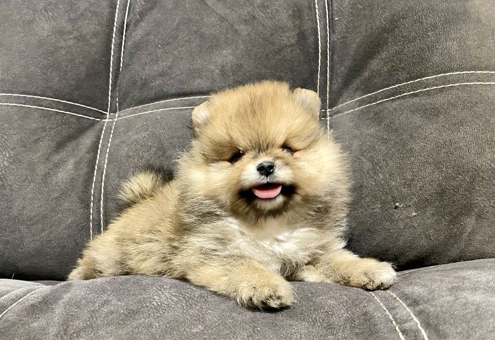 Міні мішка  крихітка