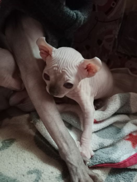 Єльф Канадський Сфінкс