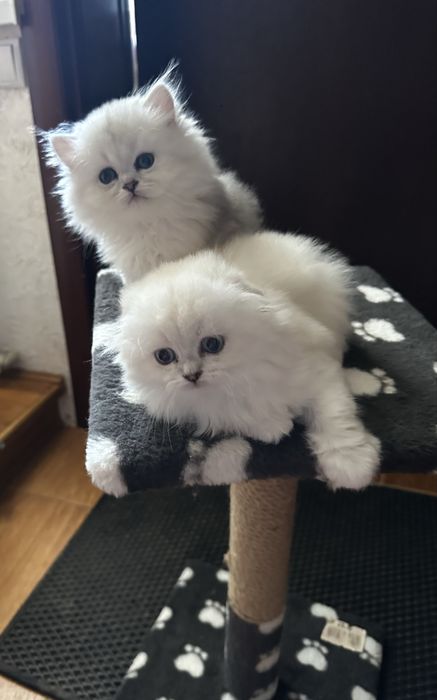 Продам  шотландських  кошенят