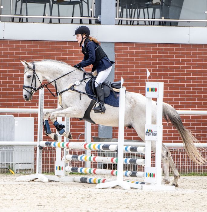 Wspaniały wałach do kochania i małego sportu