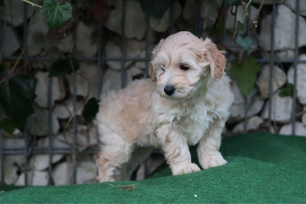 Maltipoo samiec