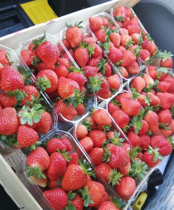 Pojemniki 1000g na owoce, grzyby 1kg, opakowania, punets