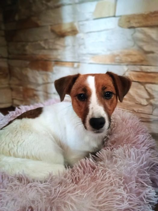 Piesek Jack Russell TerrierZKwP FCI gładkowłosy