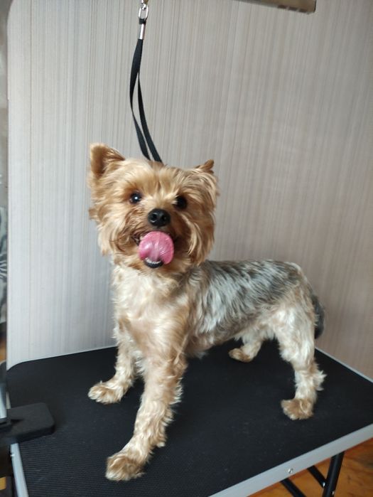 Грумінг стрижка тварин догляд за тваринами. Район автовокзалу.