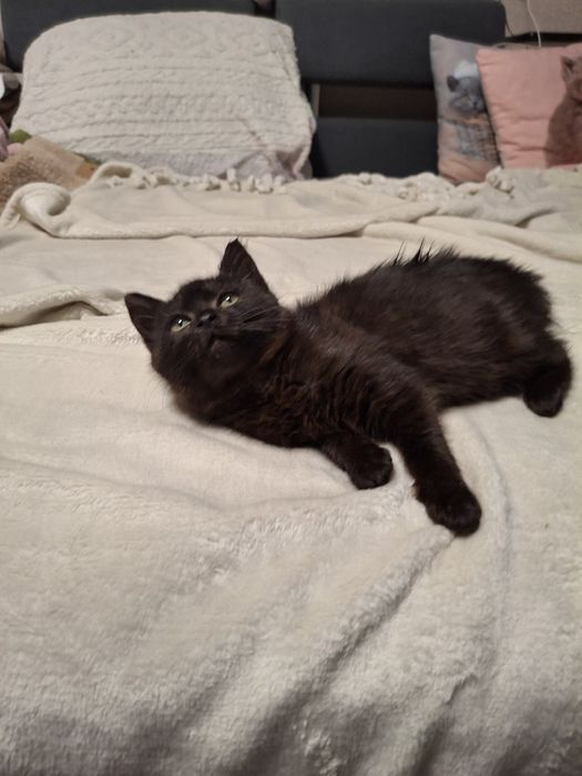 Кішечка 2 міс.в хороші руки