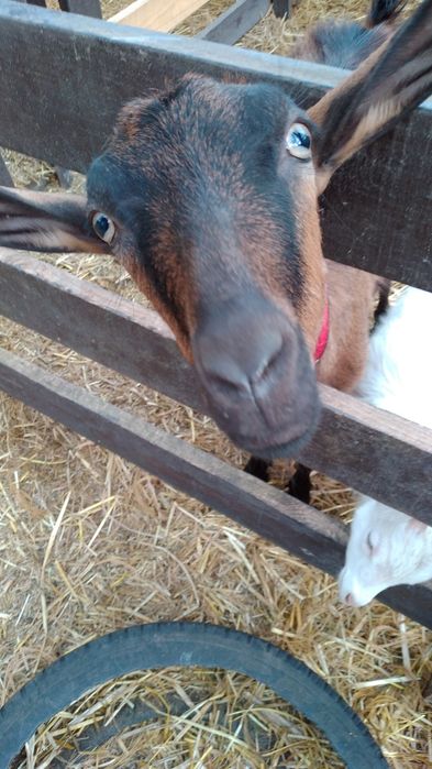 Кози Сімейна ферма розведення,утримання.