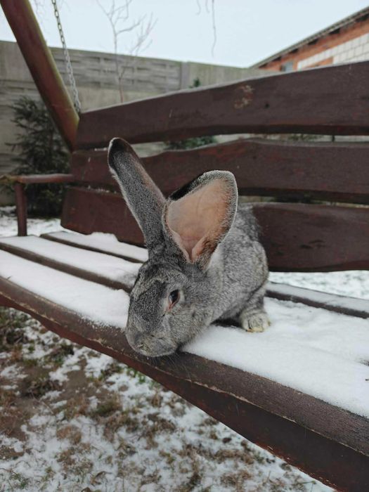 Króliki samce samice zdrowe