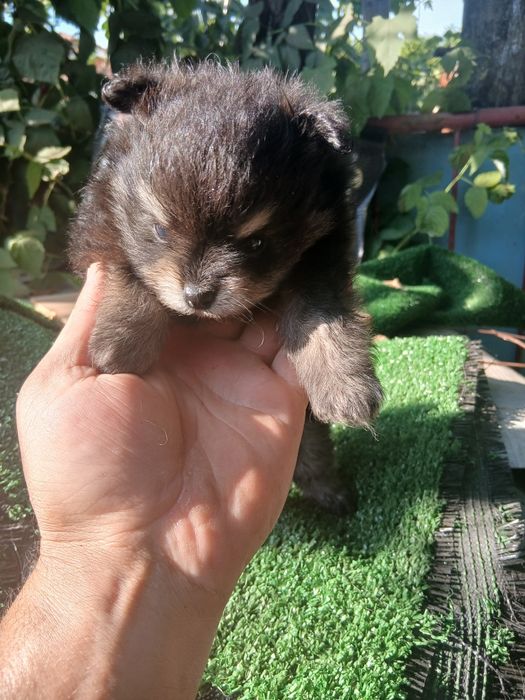 Spitz    pronto  para um novo lar