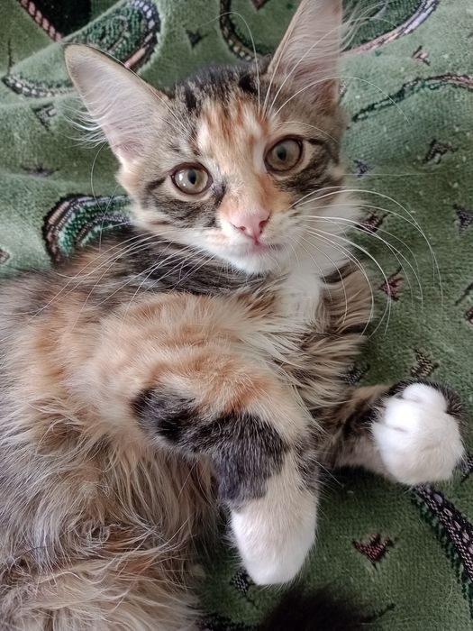 Кошенята домашні.