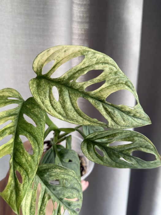 monstera variegata - Roliny ogrodowe w dobrej cenie
