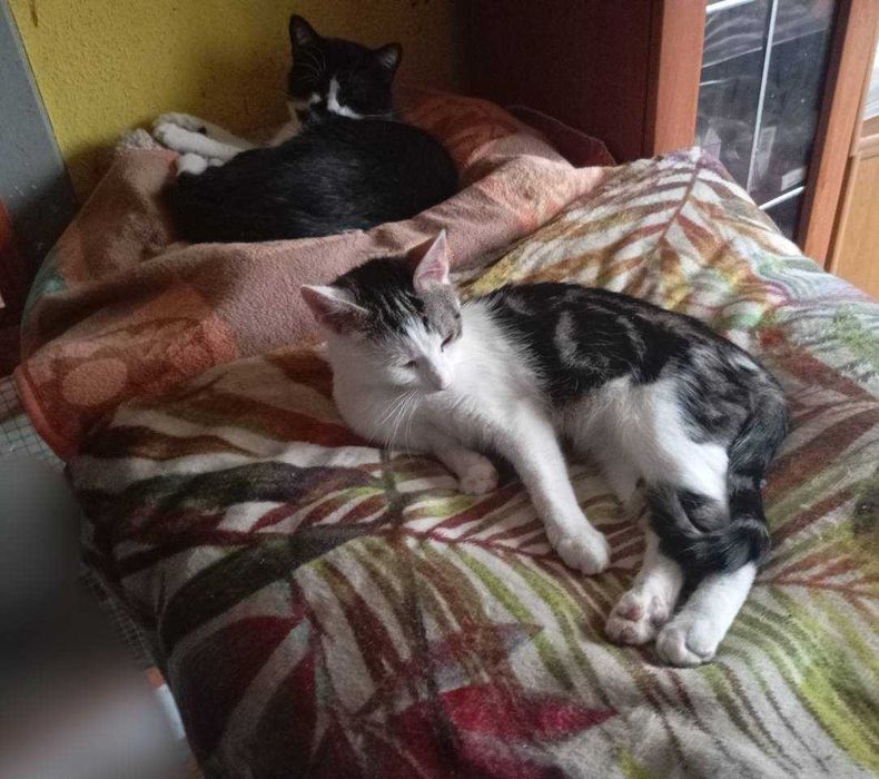 Kocie cuda do adopcji