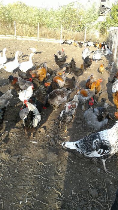 Петухи півні на племя та на мясо ДЖЕРСИЙСКИЕ ГИГАНТЫ