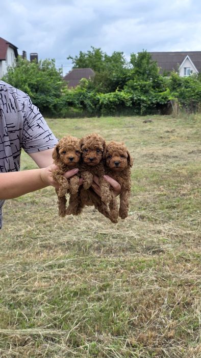 Той пуделя від тедді пуделя (Китай)! Є " Оплата частинами"