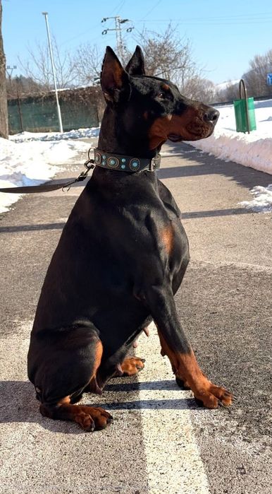 Doberman suczka 3,5 letnia