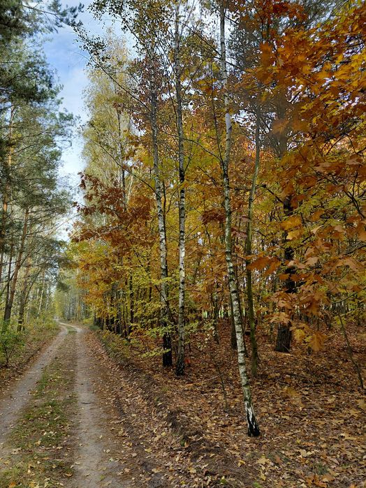 działka z MPZP - zabudowa zagrodowa, duża swoboda zabudowy - Widok 6