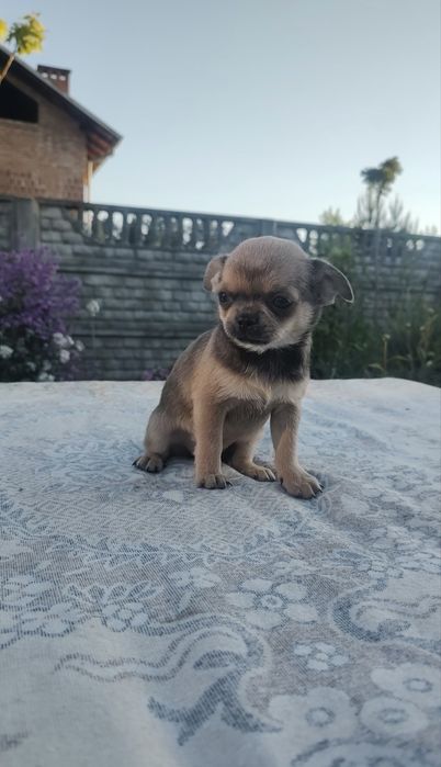 Sprzedam suczke rasy Chihuahua